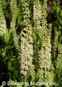 Clethra a. 'Sixteen Candles'
